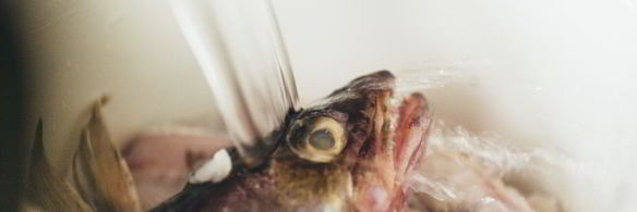 уха из судака