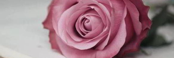 закусочный чизкейк утренняя роза