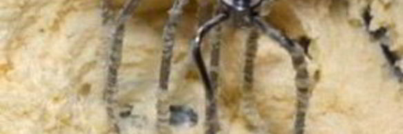 кекс столичный