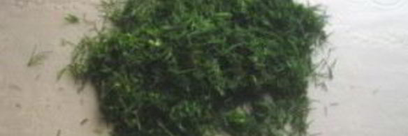 лаваш с курицей