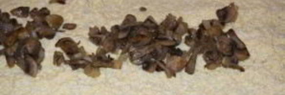 лаваш с шампиньонами