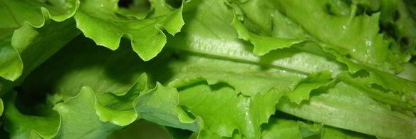 лаваш со свежими овощами