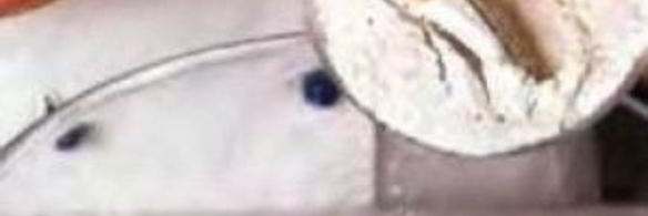 оладьи печеночные с луком