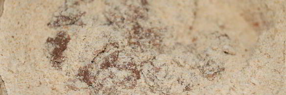 кокосовые пирожные