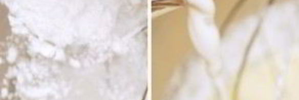 пончики с шоколадом