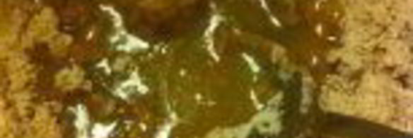 пряные прянички