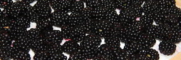 шарлотка с ежевикой