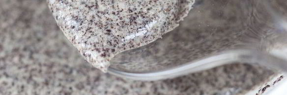 маковый торт с вареньем и взбитыми сливками