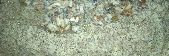 ореховый торт без муки