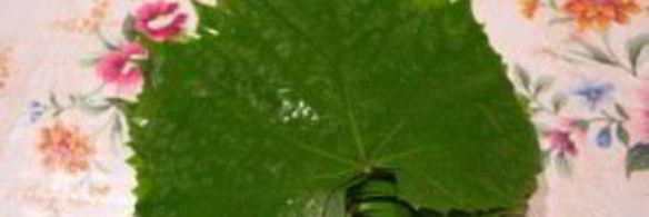 долма на зиму