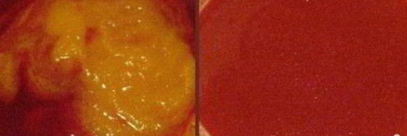 джем из калины