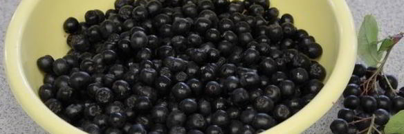 компот из черноплодки