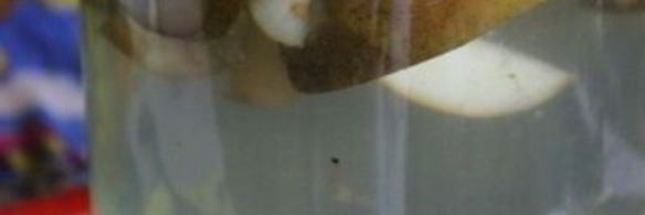 компот из груш и облепихи на зиму