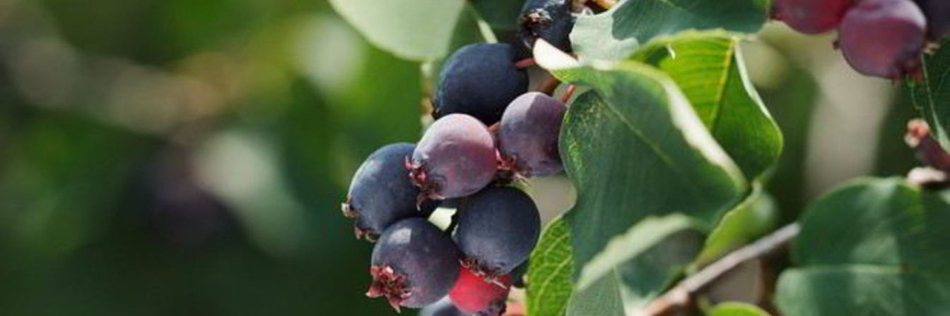 Компот из ирги на зиму