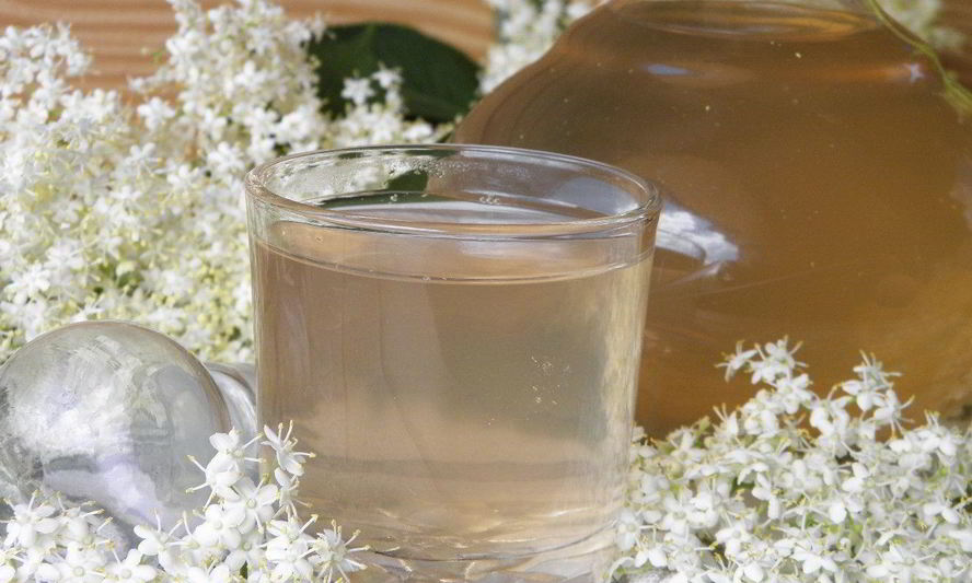 Рецепт компота из цветков бузины