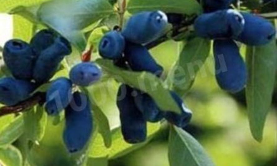 Рецепт компота из жимолости на зиму