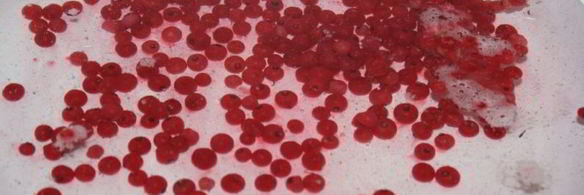 компот-крюшон со смородиной и гибридом мандарина с гранатом