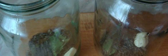 маринованные корнишоны на зиму