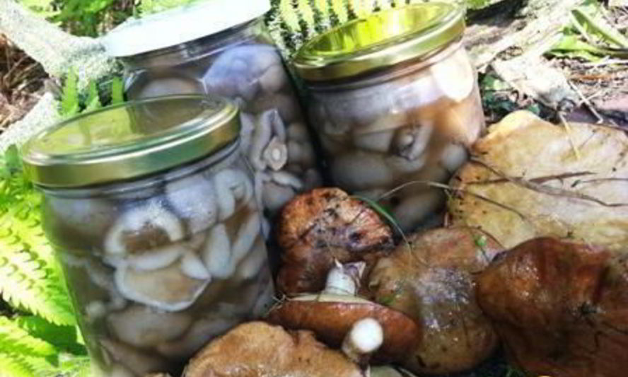 Рецепт маринованных маслят