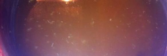 маринованные маслята