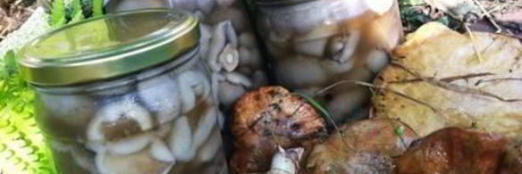 маринованные маслята