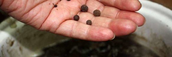 маринованные подосиновики и белые грибы