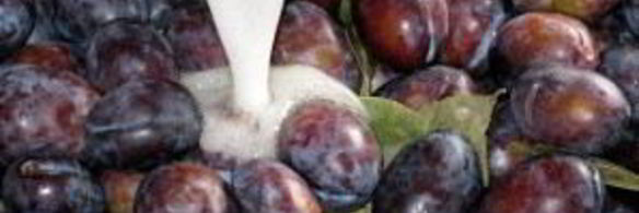 маринованные сливы на зиму