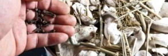 маринованные вешенки с лимонной кислотой