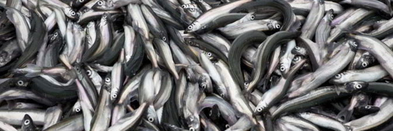 Мойва на зиму