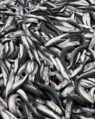 Мойва на зиму