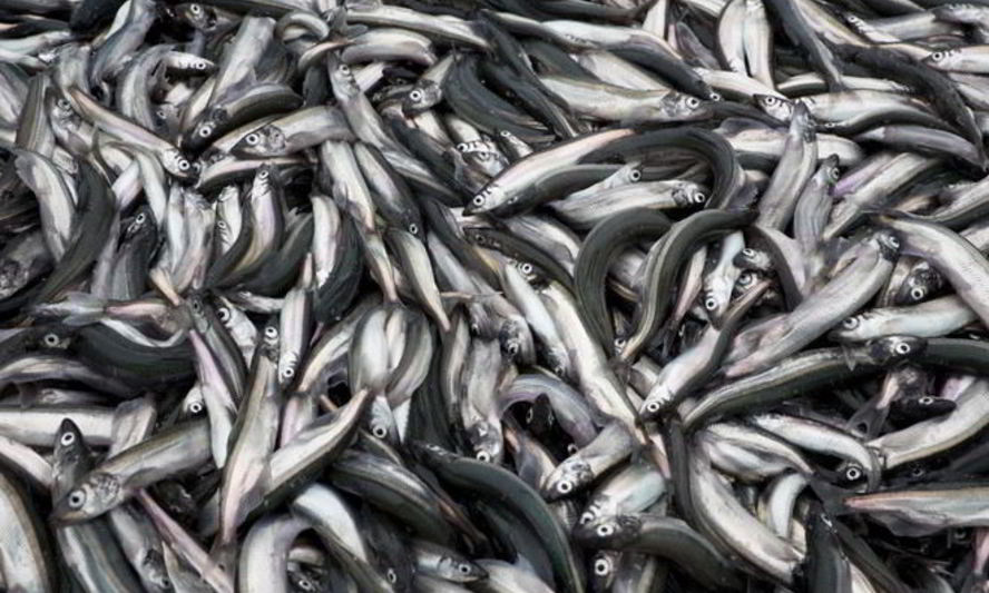 Рецепт мойвы на зиму