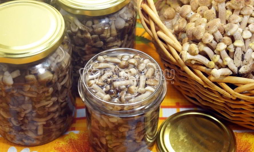 Рецепт опят душистых