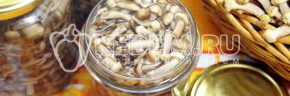 опята душистые