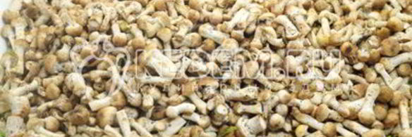 опята душистые