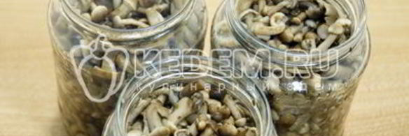 опята душистые