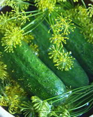 Малосольные огурцы с хреном