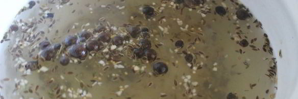 малосольные огурцы с молодой капустой