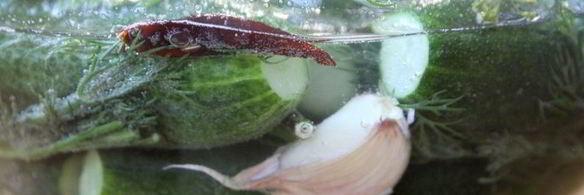 малосольные огурцы в минеральной воде на зиму