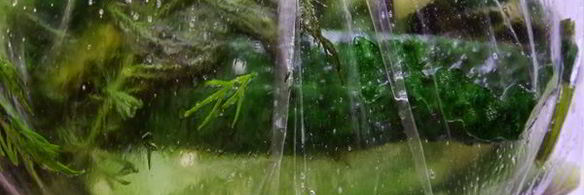 малосольные огурцы в пакете