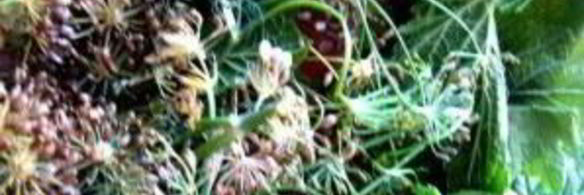 малосольные помидоры с чесноком и зеленью