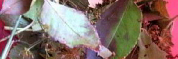 малосольные помидоры с чесноком и зеленью