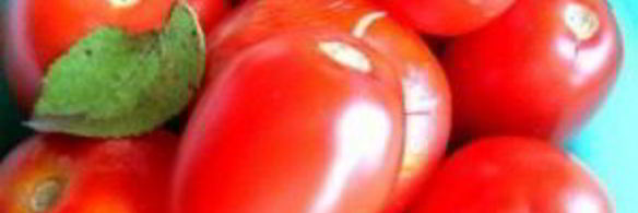 малосольные помидоры с чесноком и зеленью