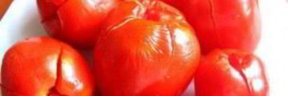 малосольные помидоры с чесноком и зеленью