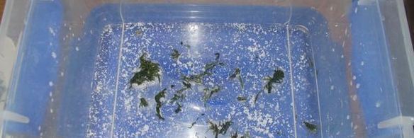 огурцы малосольные