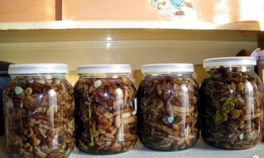 Рецепт соленых опят на зиму