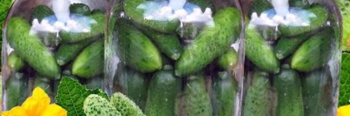 Свежие огурцы на зиму