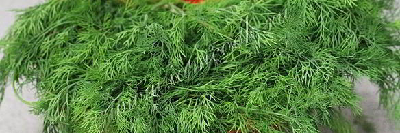 укроп на зиму