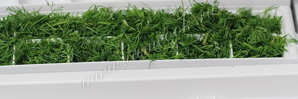 укроп на зиму