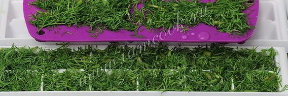 укроп на зиму