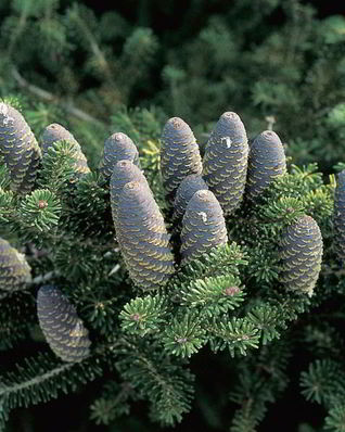 Варенье из ели